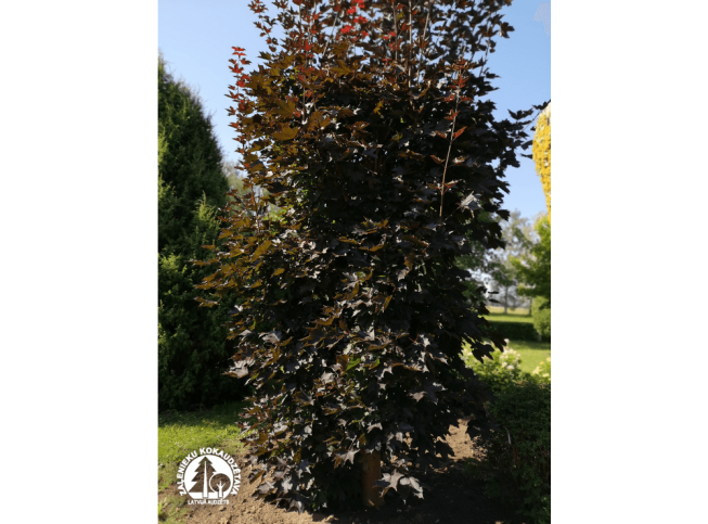 Acer platanoides   'Faassen's Black'